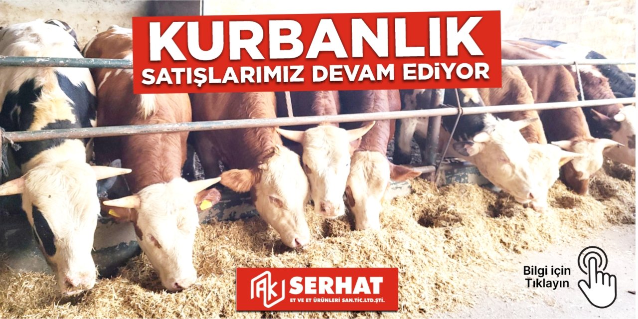 AK SERHAT - KURBANLIK BÜYÜKBAŞ SATIŞLARI DEVAM EDİYOR