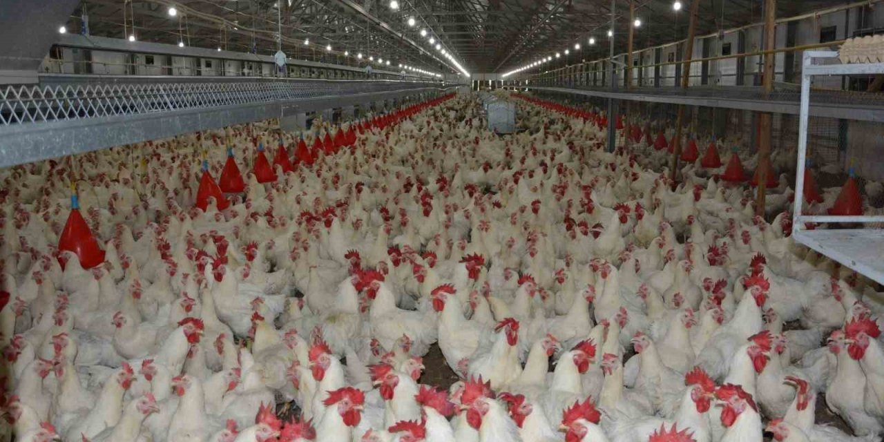 Uzmanı Konuştu: "Tavuk Fiyatlarına Yüzde 200 Zam Haberleri Asılsız"