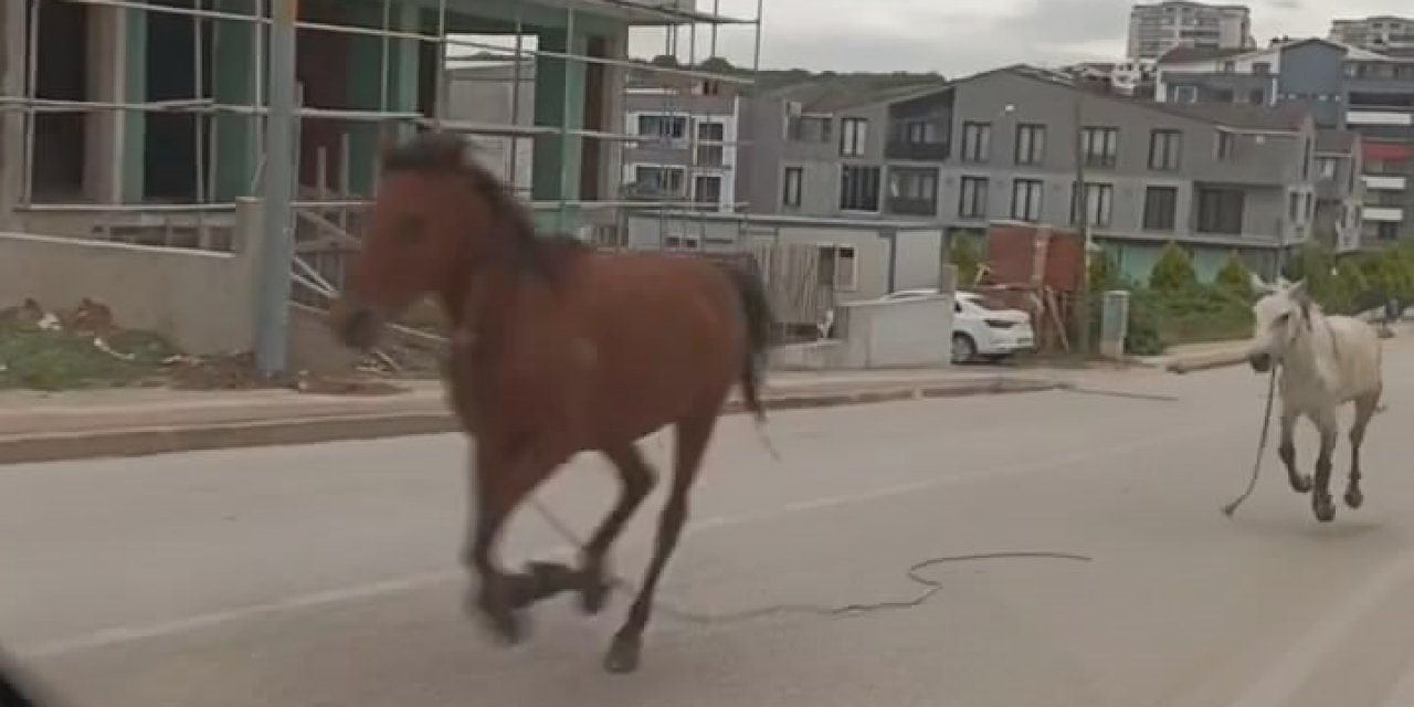 Gören Gözlerine İnanamadı, Başıboş Atlar Cadde Üzerinde Dörtnala Koştu