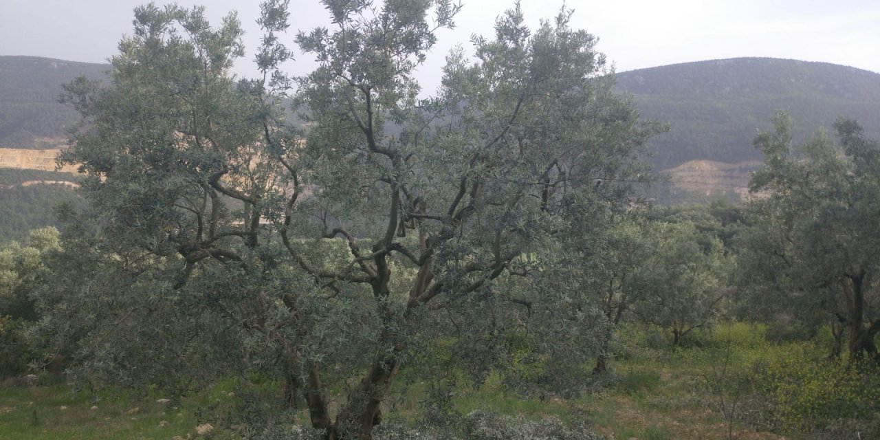 Zeytin budama mesaisi başladı