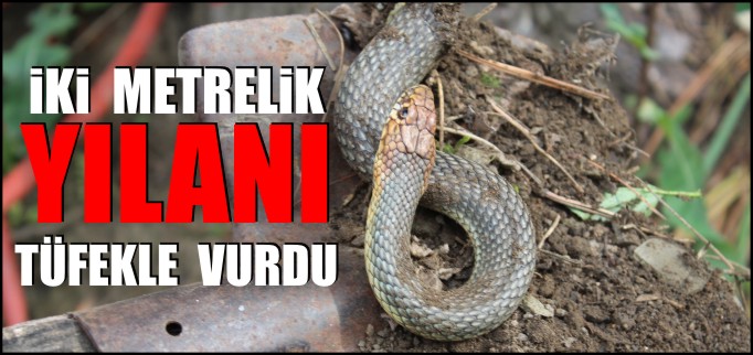 İKİ METRELİK YILANI TÜFEKLE VURDU