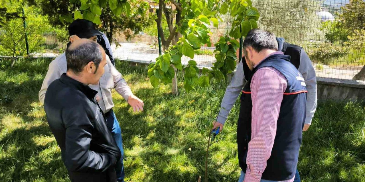 Çiftçilere Uygulamalı Budama Ve Aşılama Eğitimi