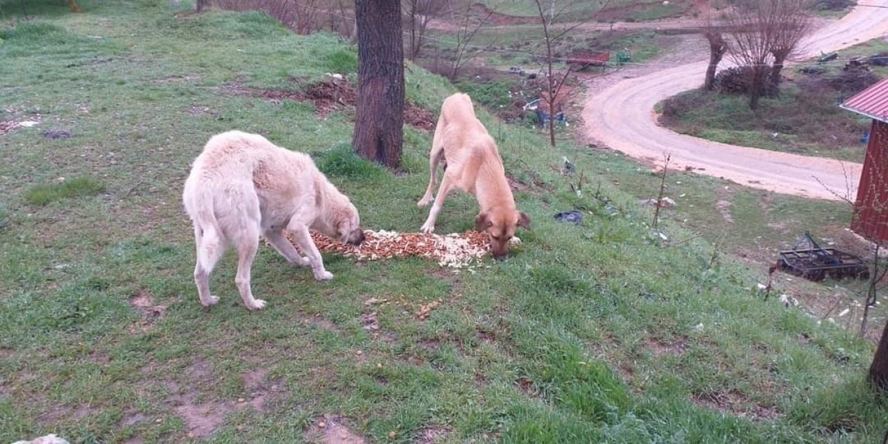 Can Dostlar İçin Ortak Akıl Devrede