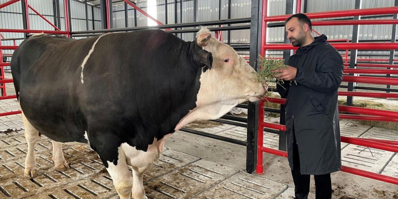 1 Buçuk Tonluk Tosun!