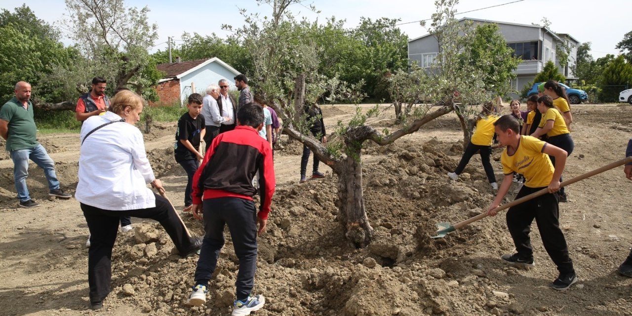 Zeytin Ağaçları Yeni Yerine Taşındı