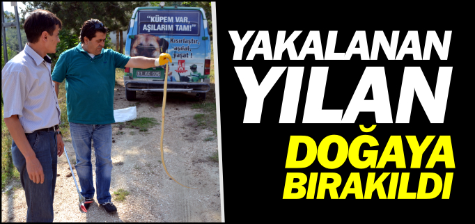 YAKALANAN YILAN DOĞAYA BIRAKILDI