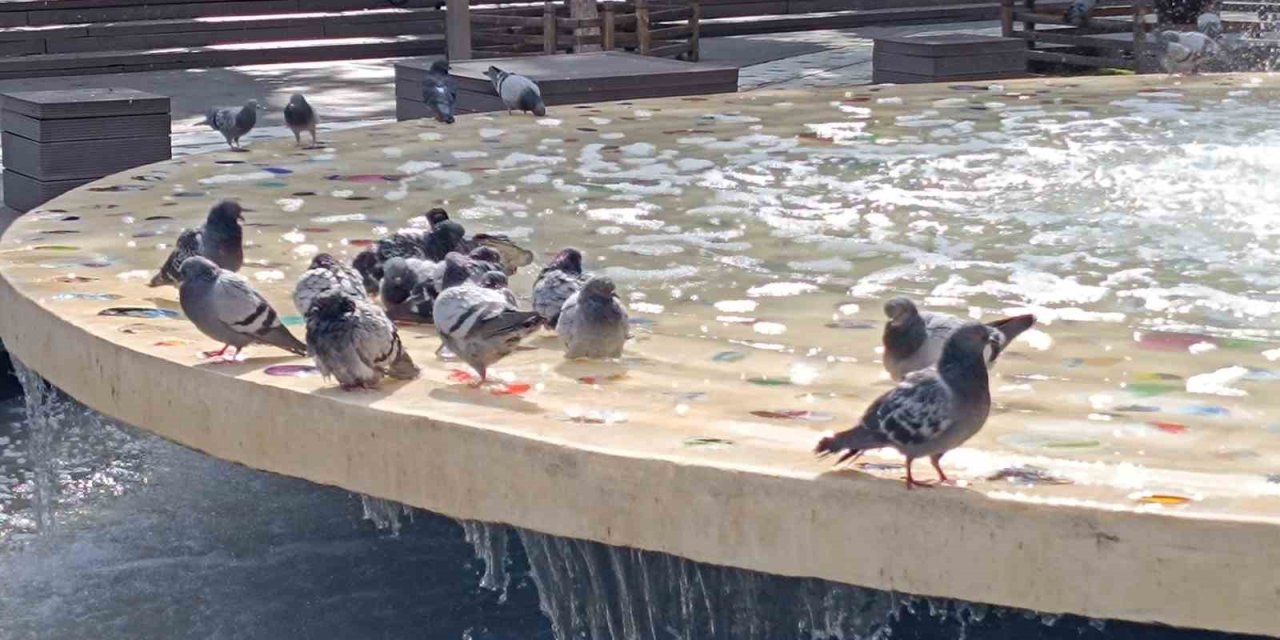 Güvercinlerin Havuz Keyfi