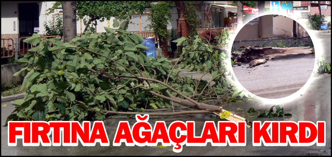 FIRTINA AĞAÇLARI KIRDI