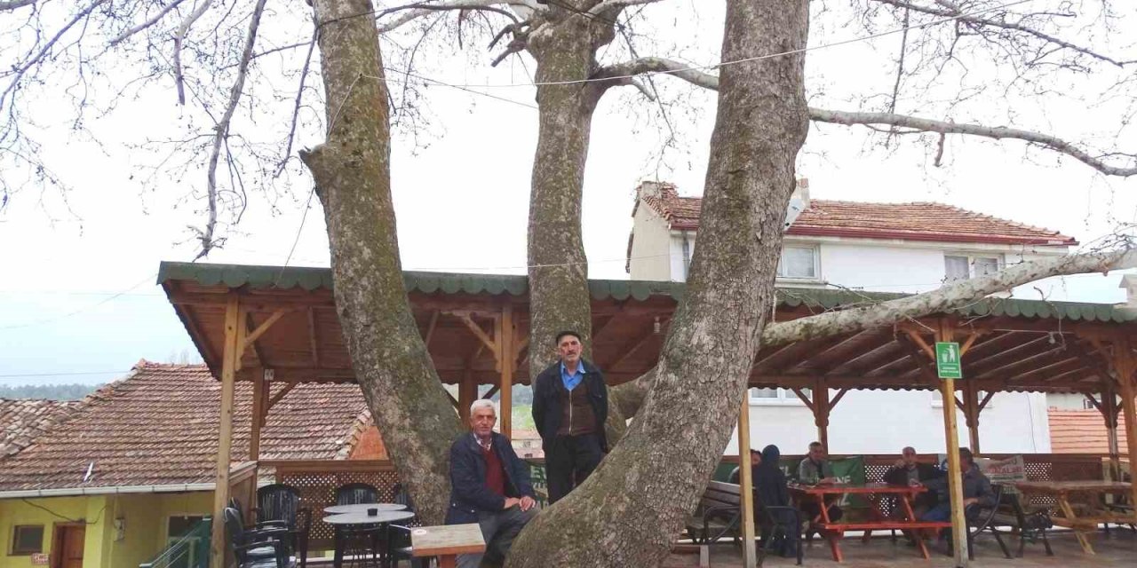 250 Yıllık Çınar Ağacı İlgi Odağı