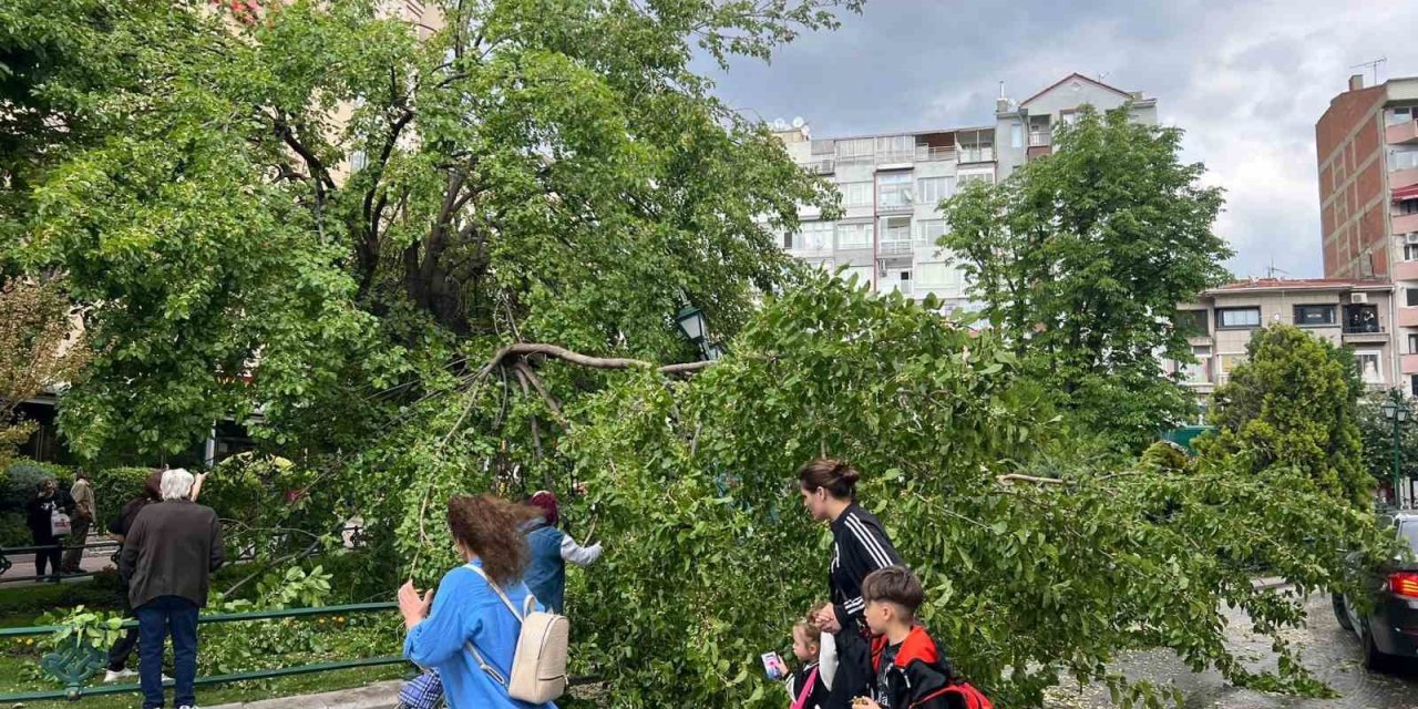 Devrilen Ağaç Yolu Kapattı