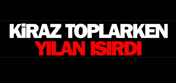 KİRAZ TOPLARKEN YILAN ISIRDI