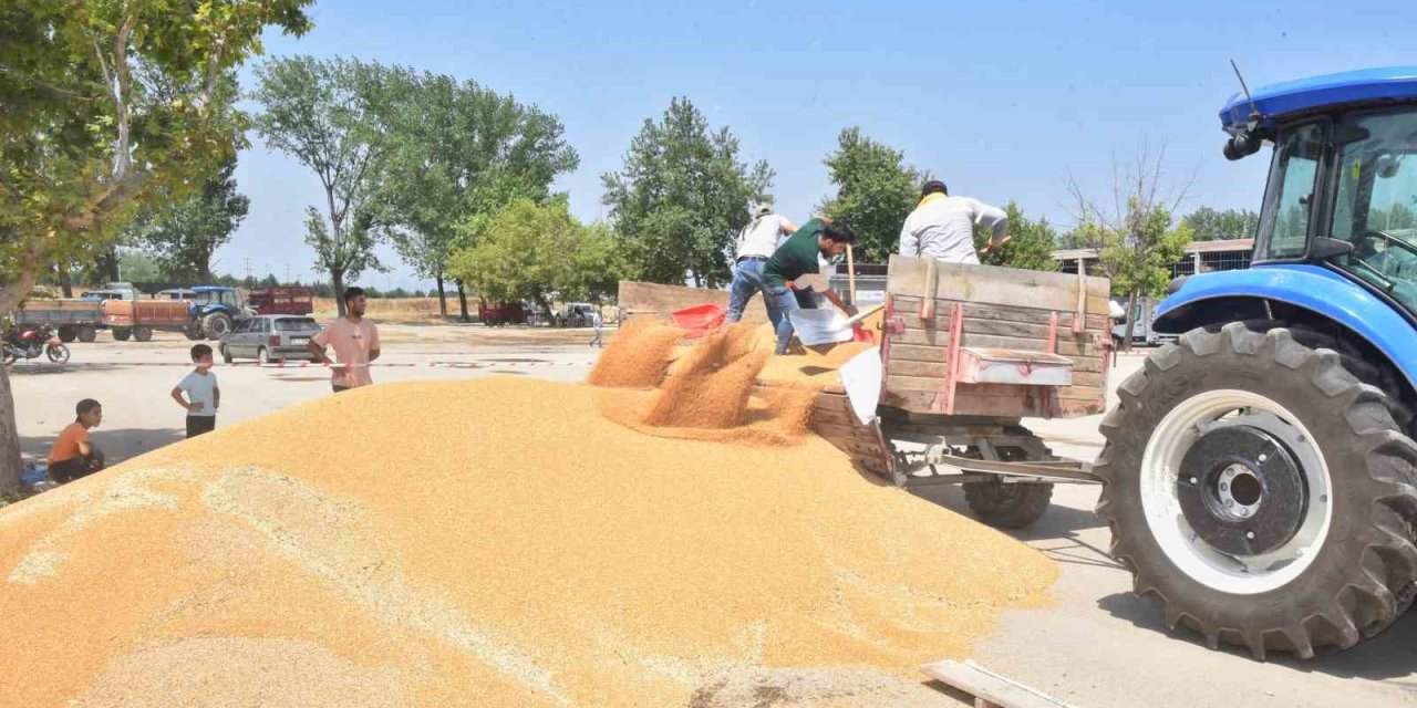 Tmo Buğday Ve Arpa Alımına Başladı