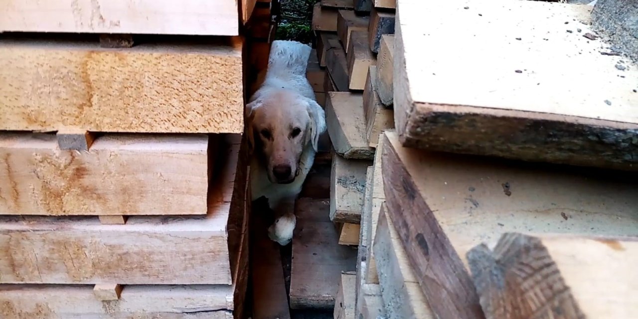 Kerestelerin Arasına Sıkışan Köpeği İtfaiye Kurtardı