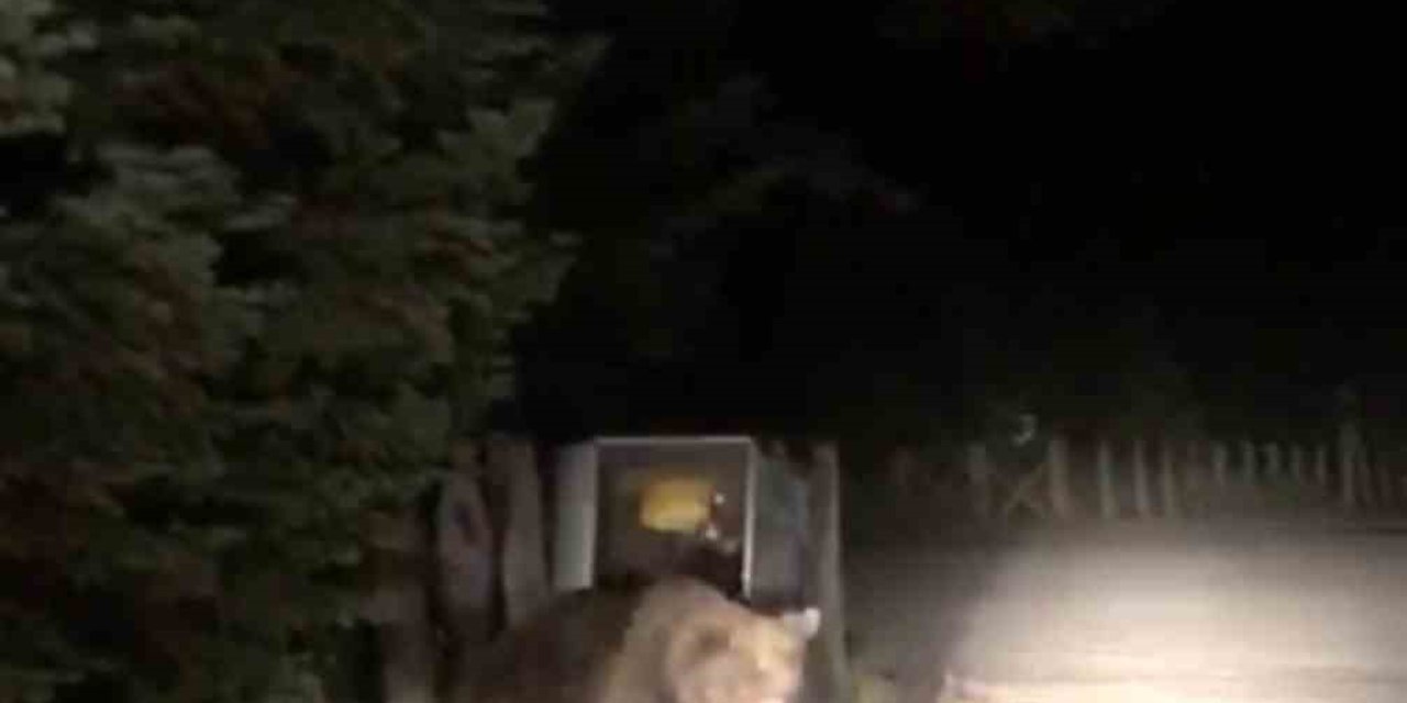 Aç Kalan Ayı Yemek Ararken Görüntülendi