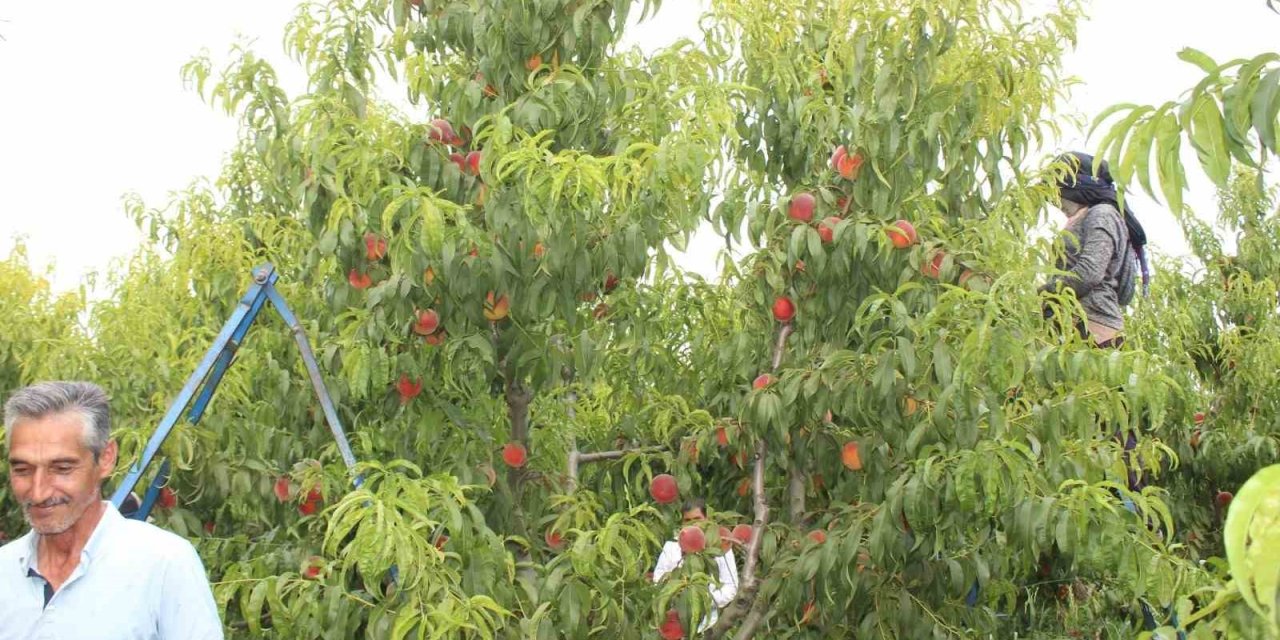 Şeftali üreticisinin yüzü gülüyor