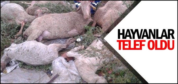 HAYVANLAR TELEF OLDU