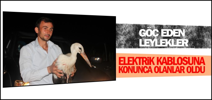 GÖÇ EDEN LEYLEKLER ELEKTRİK KABLOLARINA KONUNCA OLANLAR OLDU