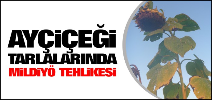 AYÇİÇEĞİ TARLALARINDA MİLDİYÖ TEHLİKESİ