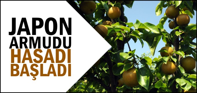 JAPON ARMUDU HASADI BAŞLADI