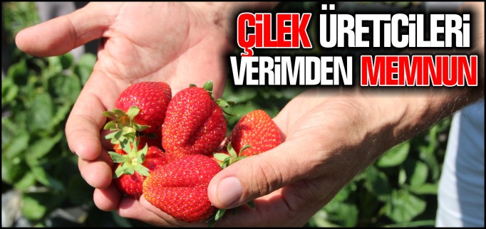 ÇİLEK ÜRETİCİLERİ VERİMDEN MEMNUN
