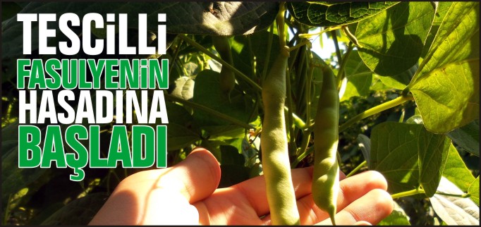 TESCİLLİ FASULYENİN HASADINA BAŞLANDI
