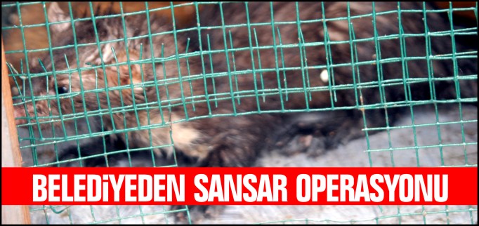 BELEDİYEDEN SANSAR OPERASYONU