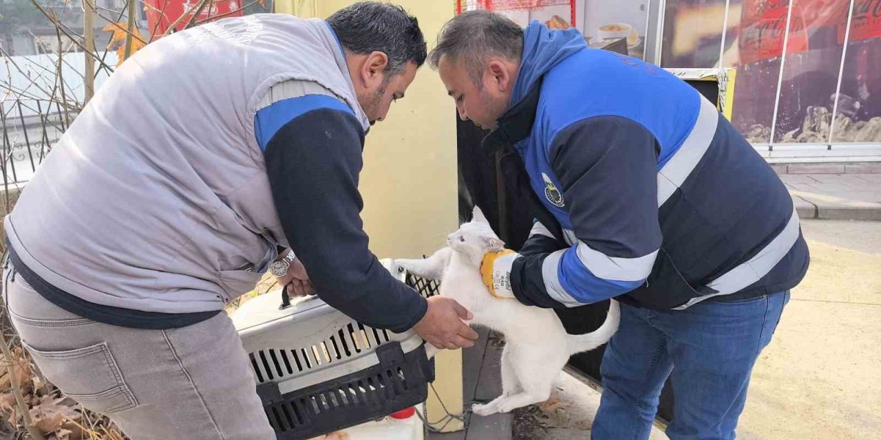 Bacağı Kırılan Kedi Devlet Hastanesi Aciline Geldi