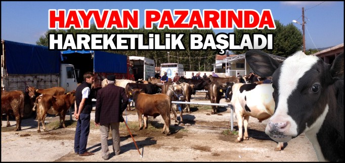 HAYVAN PAZARINDA HAREKETLİLİK BAŞLADI