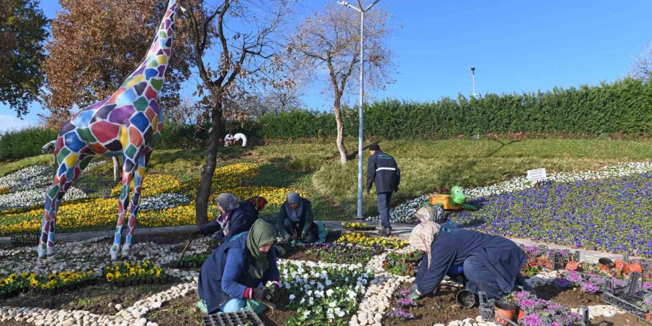 300 Bin Kış Çiçeği Toprakla Buluşuyor