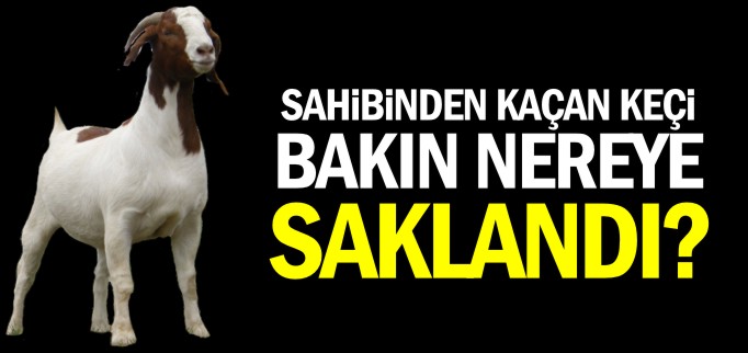 SAHİBİNDEN KAÇAN KEÇİ BAKIN NEREYE SAKLANDI?