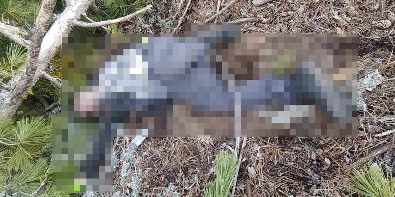 Kestiği Ağacın Altında Kalan İşçi Hayatını Kaybetti