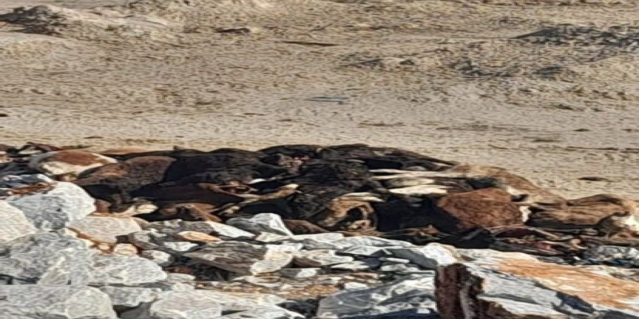 35 Büyükbaş Hayvan Telef Olmuş Halde Bulundu