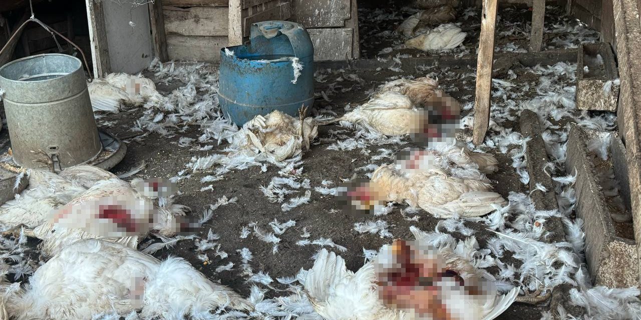 Başıboş Köpekler Çiftlikteki Koyun Ve Tavuklara Saldırdı