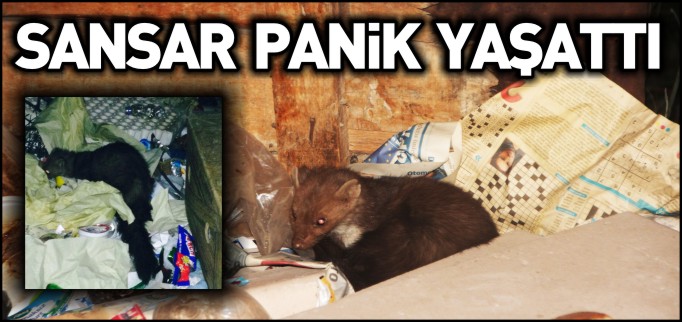 SANSAR PANİK YAŞATTI