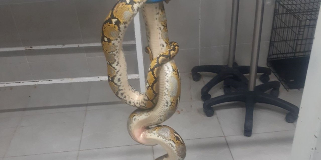 Yolcu Otobüsünde Piton Yılanı Ele Geçirildi