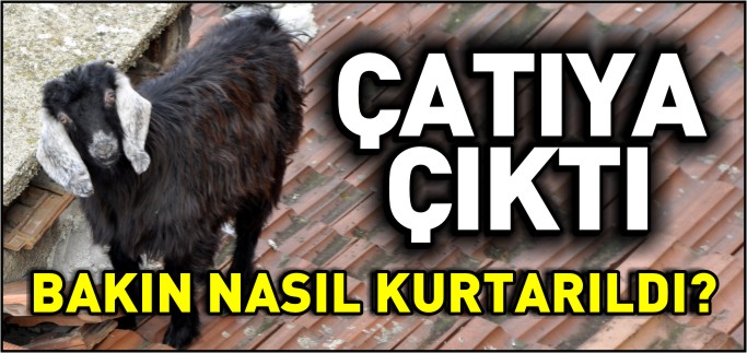 KEÇİ ÇATIYA ÇIKTI