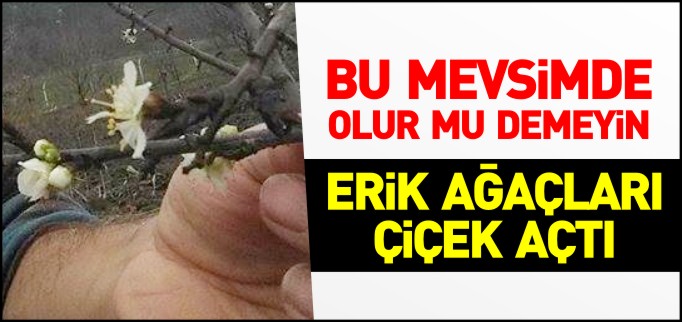 ERİK AĞAÇLARI ÇİÇEK AÇTI
