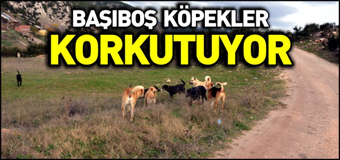 BAŞIBOŞ KÖPEKLER KORKUTUYOR