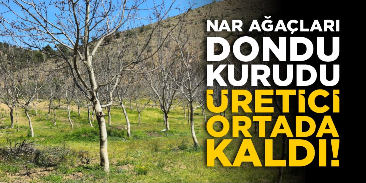 Nar ağaçları dondu kurudu! Nar üreticisi ortada kaldı!