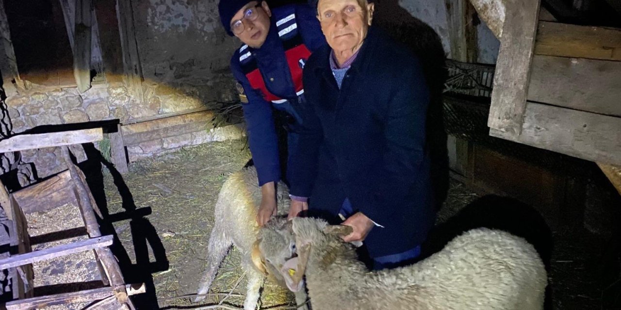 Kayıp Hayvanları Jandarma Buldu