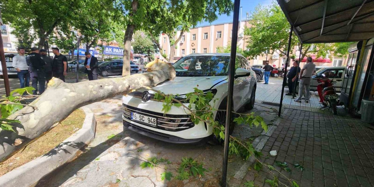 Çınar Ağacının Kopan Dalı Lüks Araçta Hasara Yol Açtı
