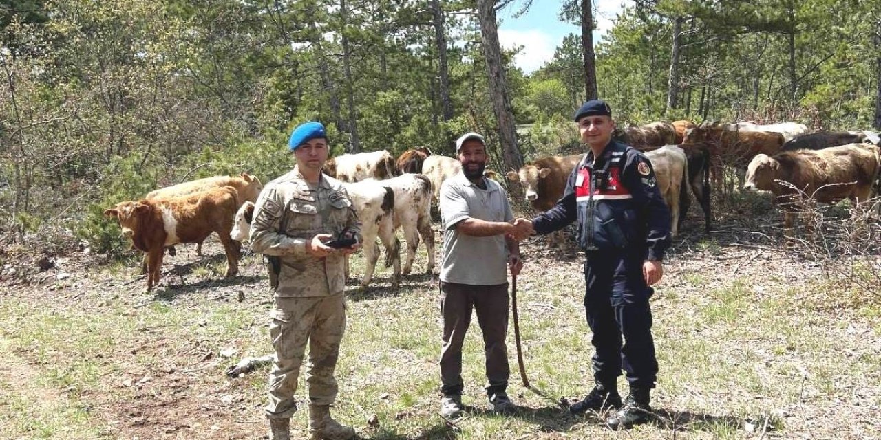 Kayıp Büyükbaş Hayvanlar Dronla Bulundu