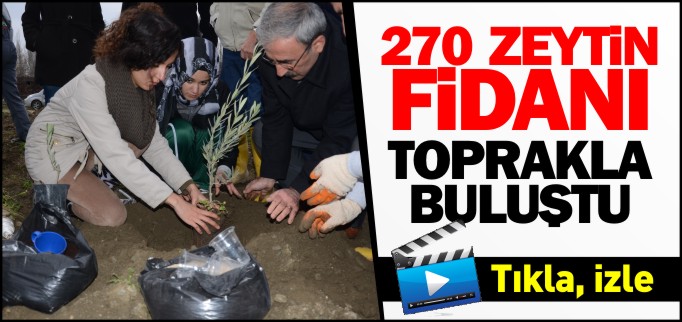 270 ZEYTİN FİDANI TOPRAKLA BULUŞTU