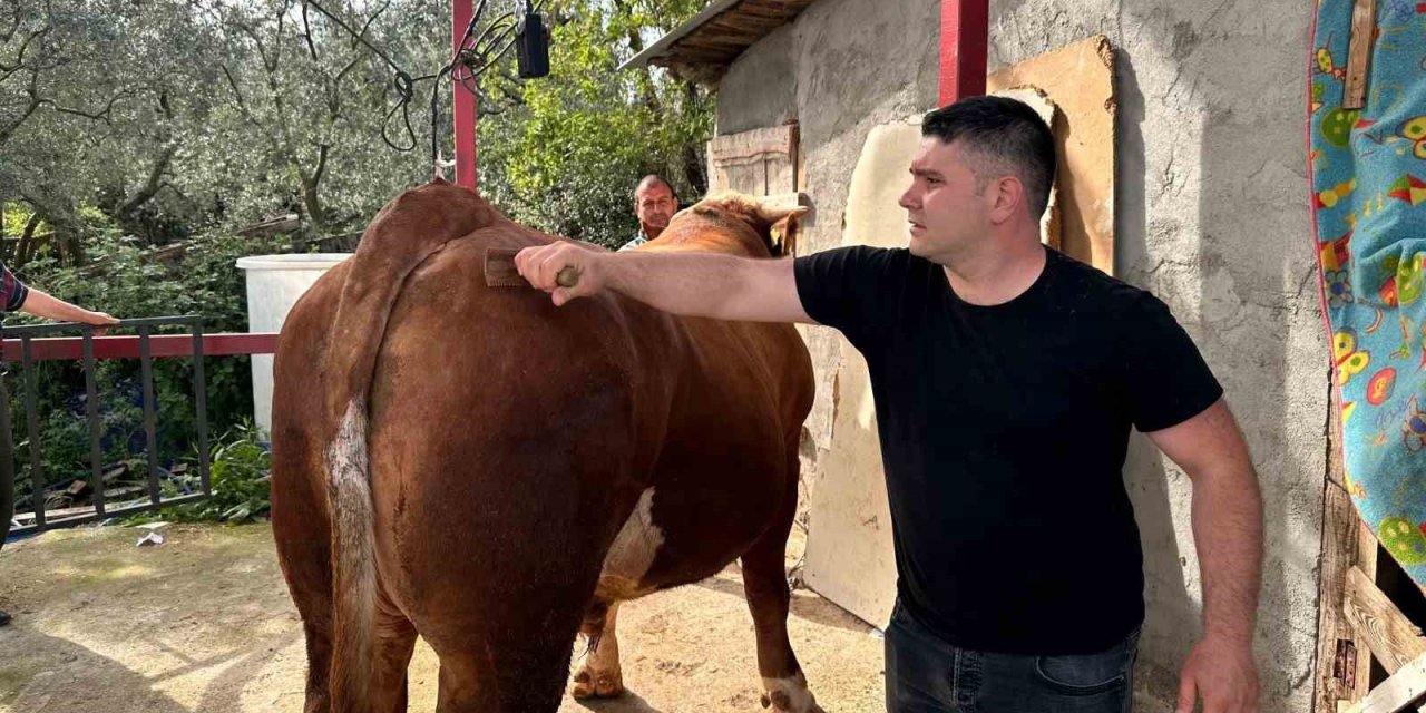 1 Ton 200 Kiloluk Kurbanlık, Araba Fiyatına Alıcısını Bekliyor