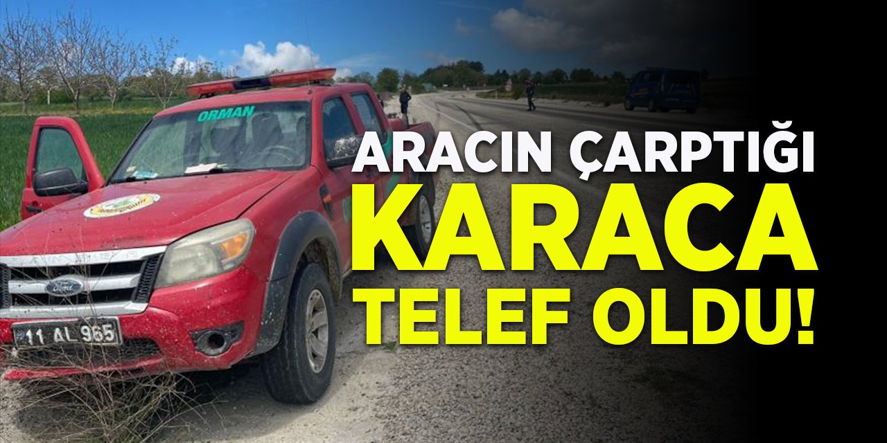 Aracın Çarptığı Karaca Telef Oldu!