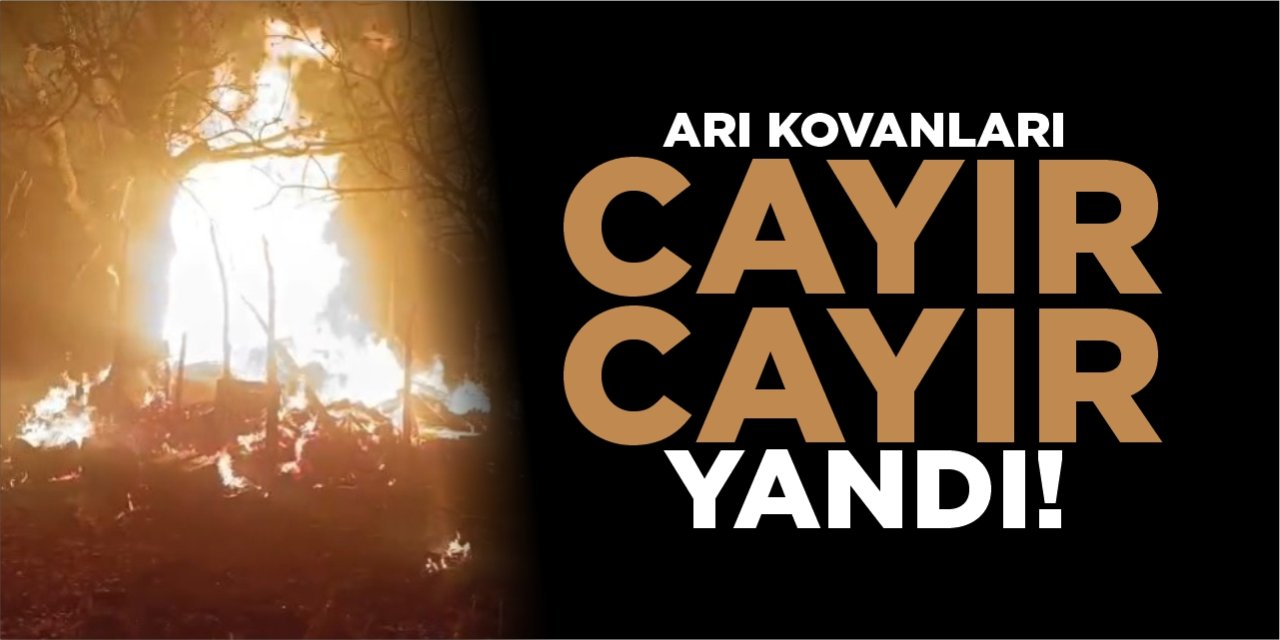 Arı kovanları cayır cayır yandı
