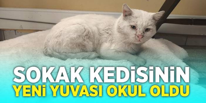 Sokak Kedisinin Yeni Yuvası Okul Oldu