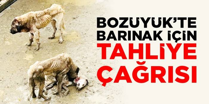 Bozüyük’te barınak için tahliye çağrısı!
