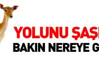 YOLUNU ŞAŞIRDI BAKIN NEREYE GİRDİ?