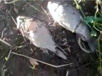 Sakarya Nehri'nde artan balık ölümleri Bilecik'te endişe meydana getiriyor